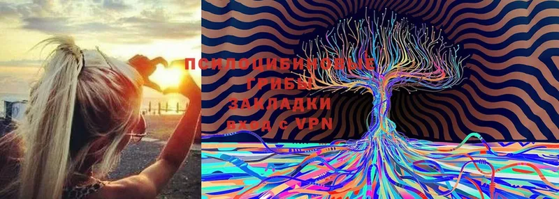 Псилоцибиновые грибы Cubensis  Болохово 